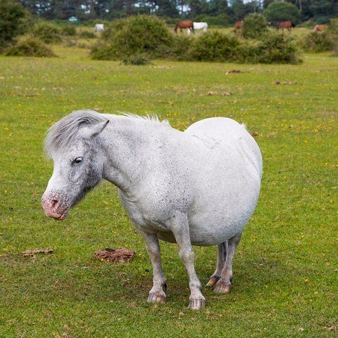 Pregnant pony pregnant pony