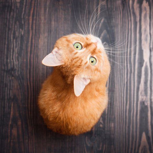 Kitten kitten