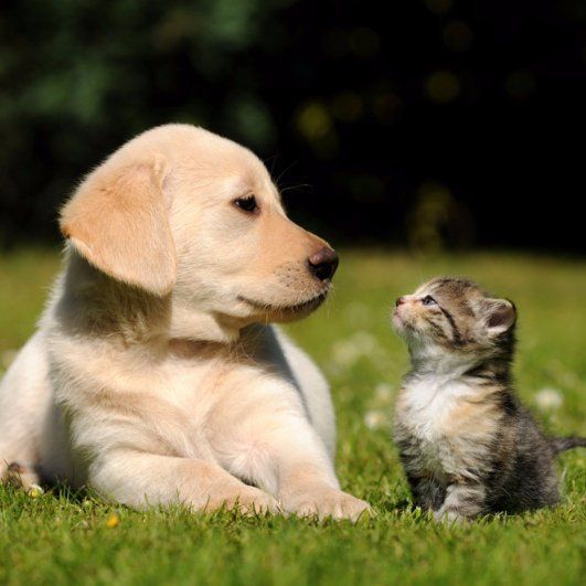 Cat and dog in field cat and dog in field