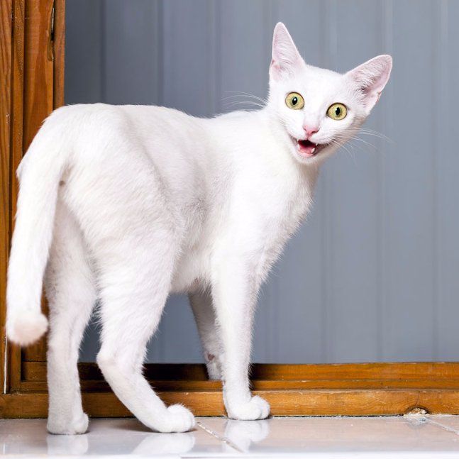 White cat white cat