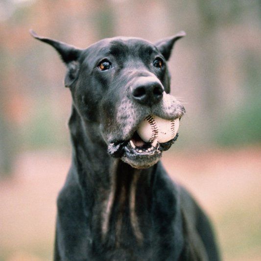 Large dog large dog