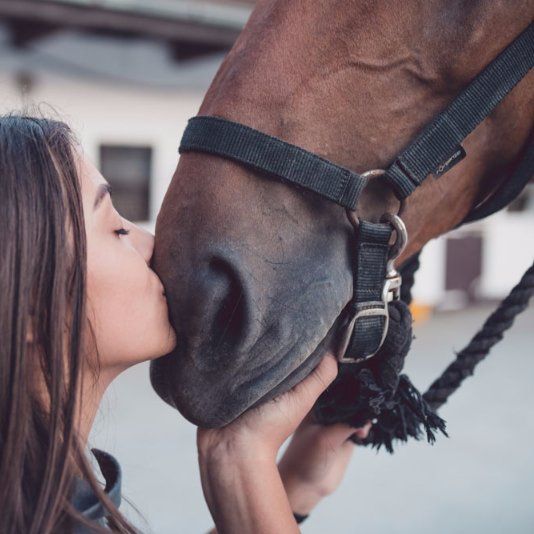 Girl kissing a horse girl kissing horse