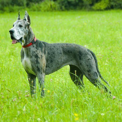 Great Dane great dane