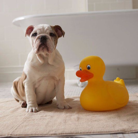 Dog and rubber duck dog and rubber duck
