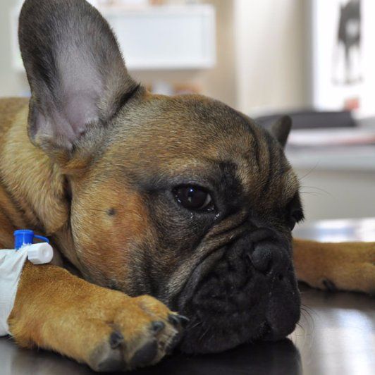 French bulldog french bulldog
