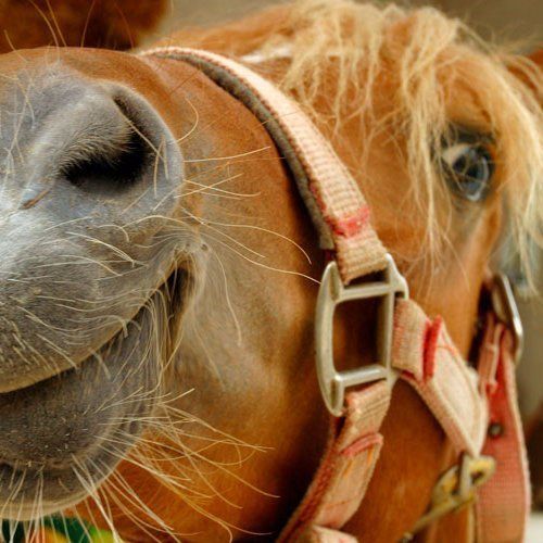 Horse face horse face