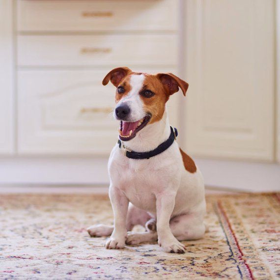 Jack Russell Terrier jack russell terrier