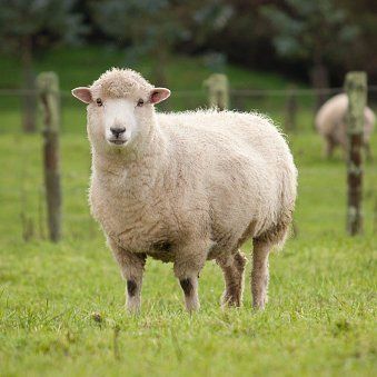 Sheep in a field sheep in a field