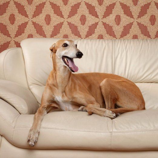 Greyhound on couch greyhound on couch