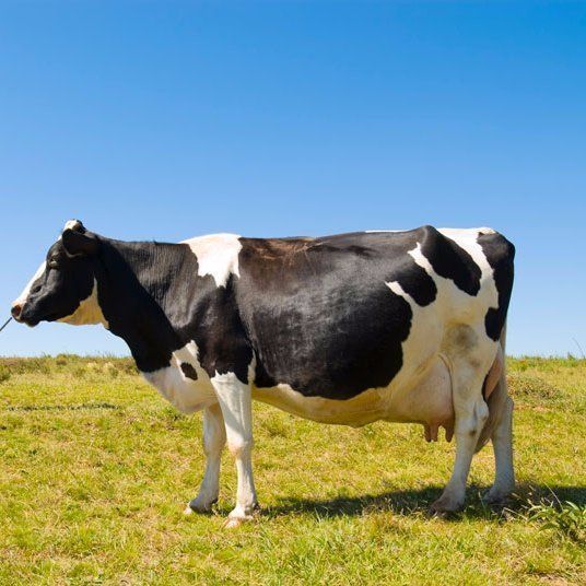 Pregnant cow pregnant cow