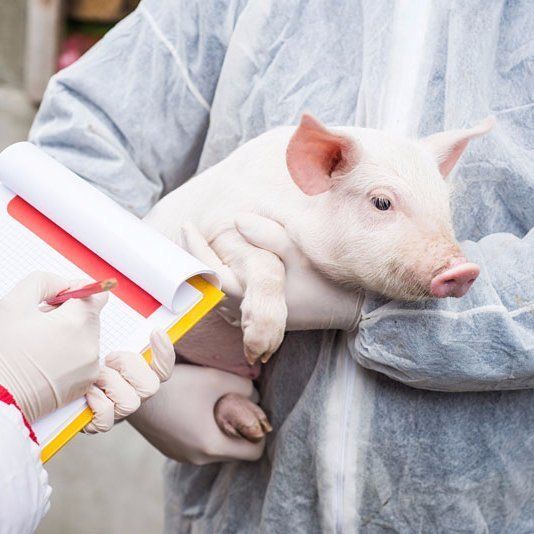 Vet holding a pig vet holding a pig
