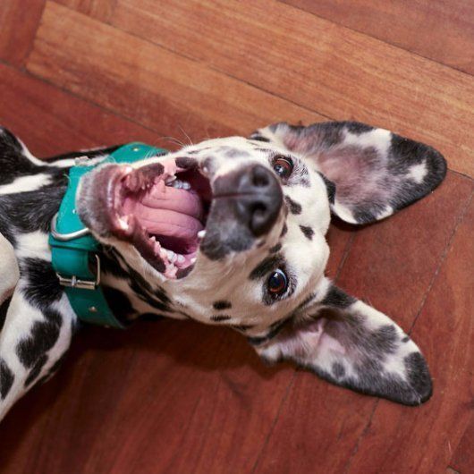 Dalmatian puppy dalmatian puppy