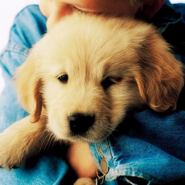 Puppy puppy