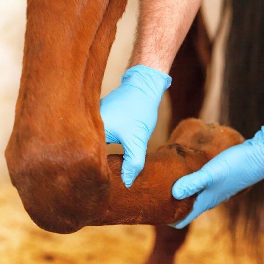 Vet examining a horse's leg vet examining horse leg