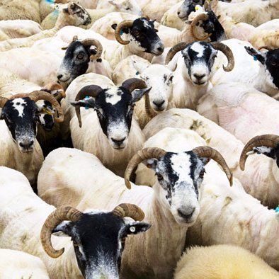 Rams rams