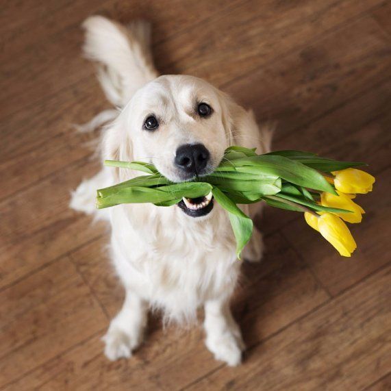 Dog with tulips dog with tulips
