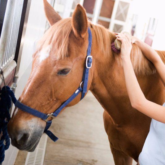 Horse being brused horse being brushed