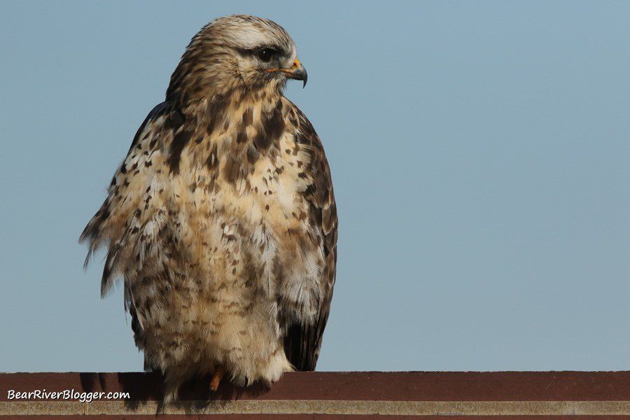 Click image to read the full article Rough-Legged Hawk