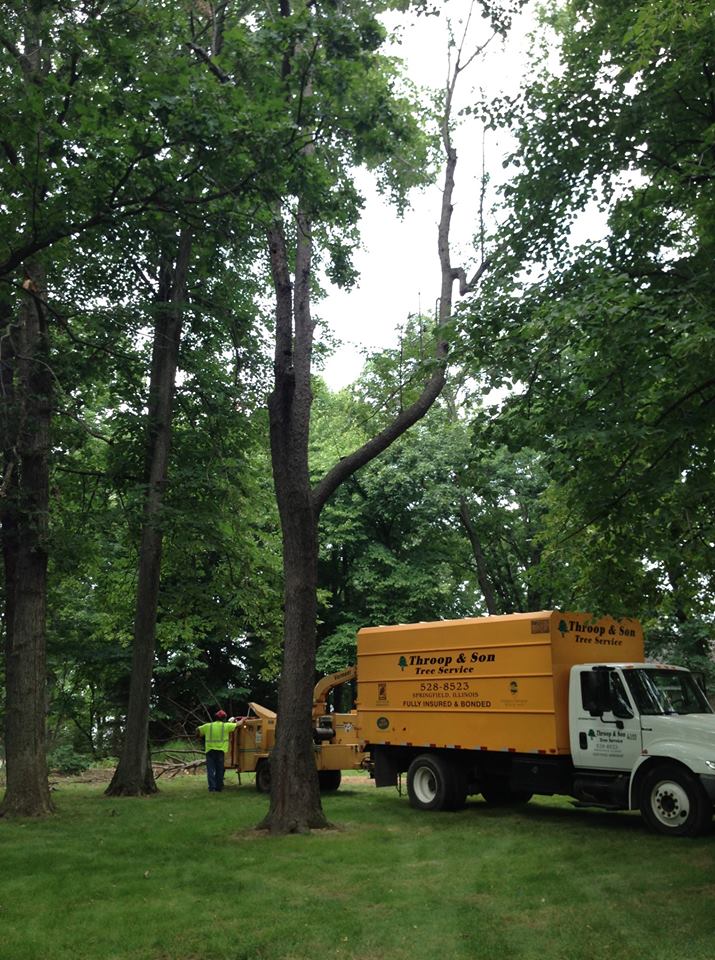 Tree Pruning — Large Trees Pruning In Springfield, IL