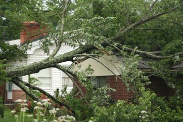 Tree Service — Aerial Ladder Truck In Springfield, IL