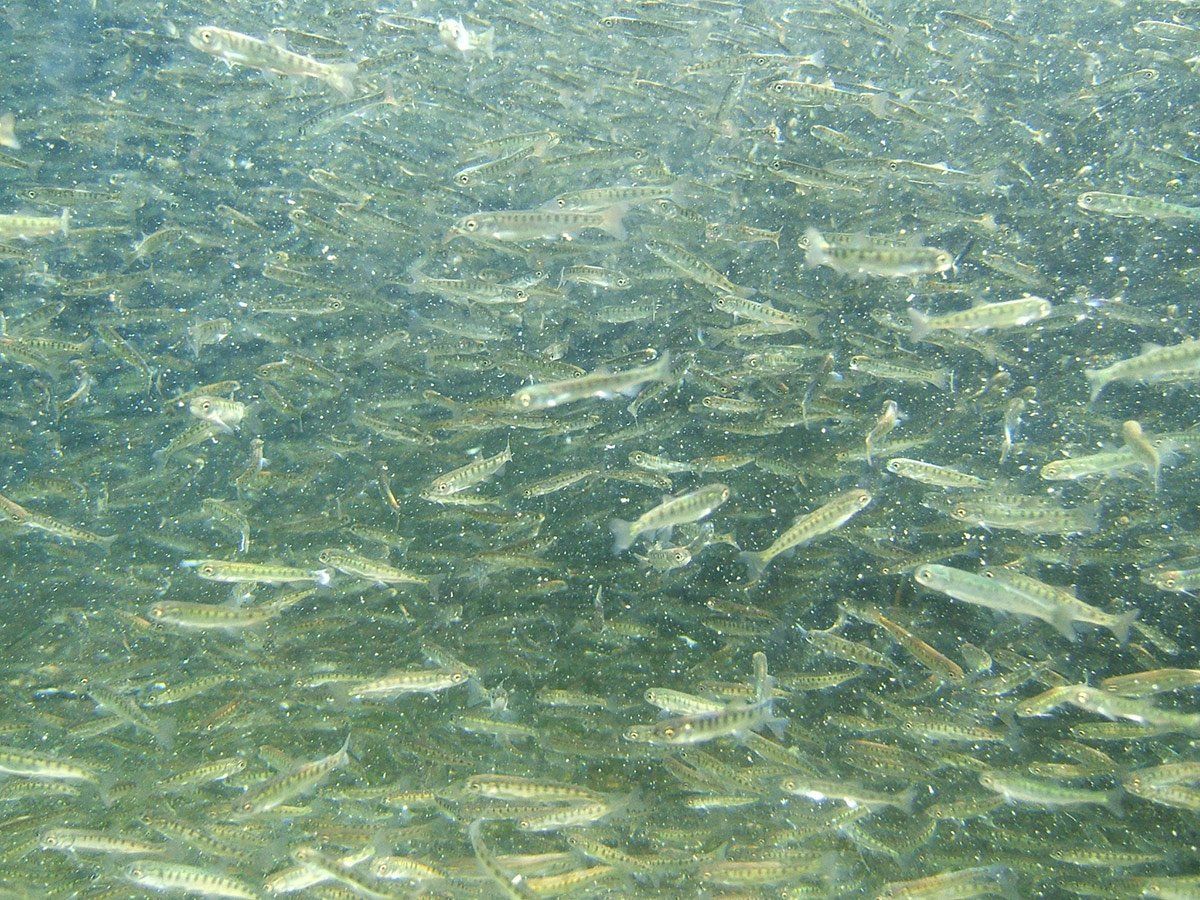 水産飼料