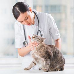 Animal dentistry and pet passports