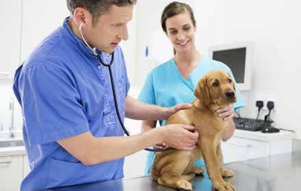Pet vaccinations