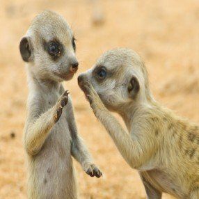 animals