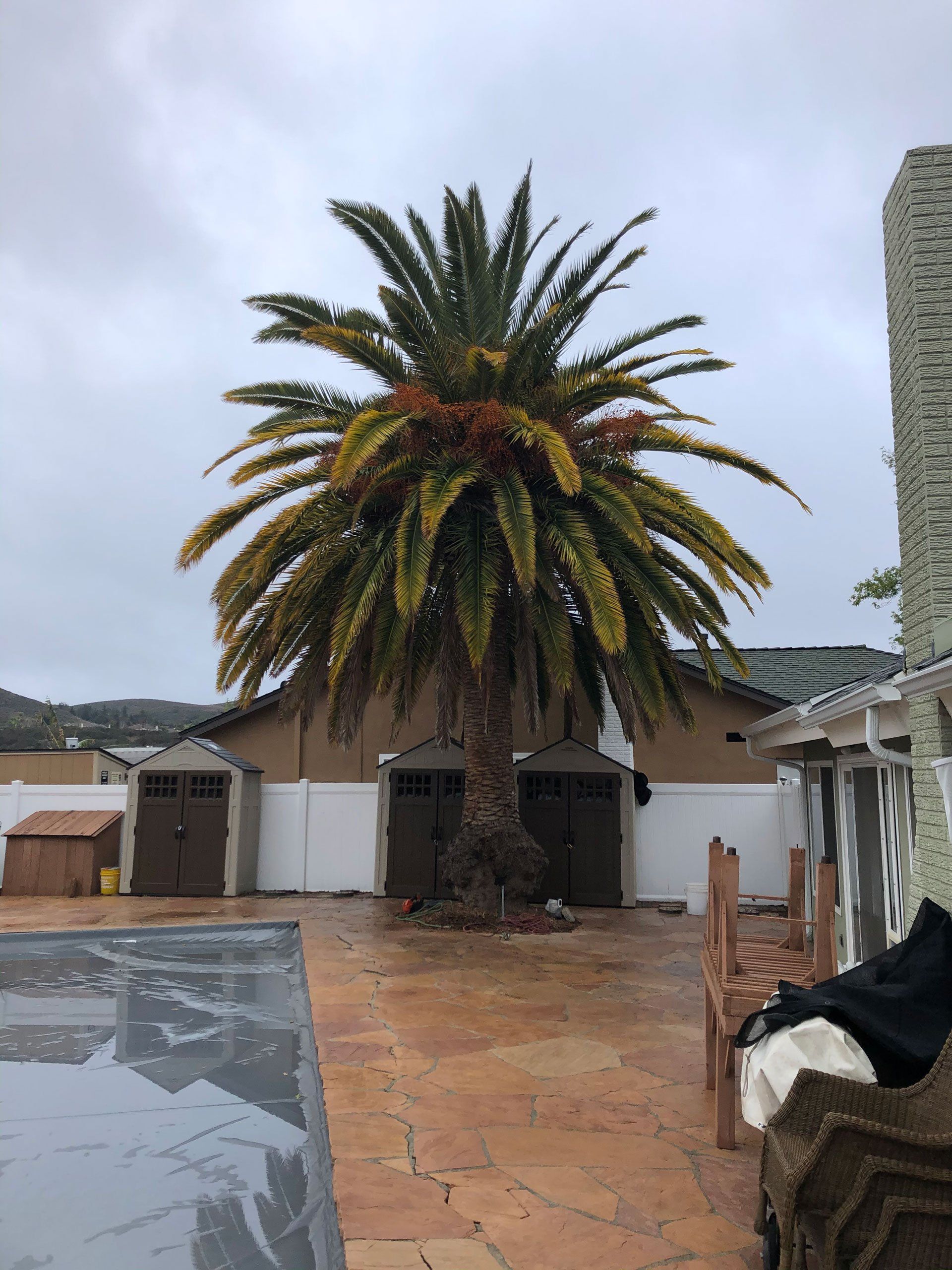 Conejo Valley Tree Before — About Our Company in Thousand Oaks, CA
