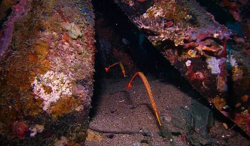 Underwater Creature — Scuba Training in Lakewood, CO