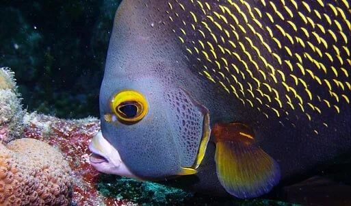 Violet Fish — Scuba Training in Lakewood, CO