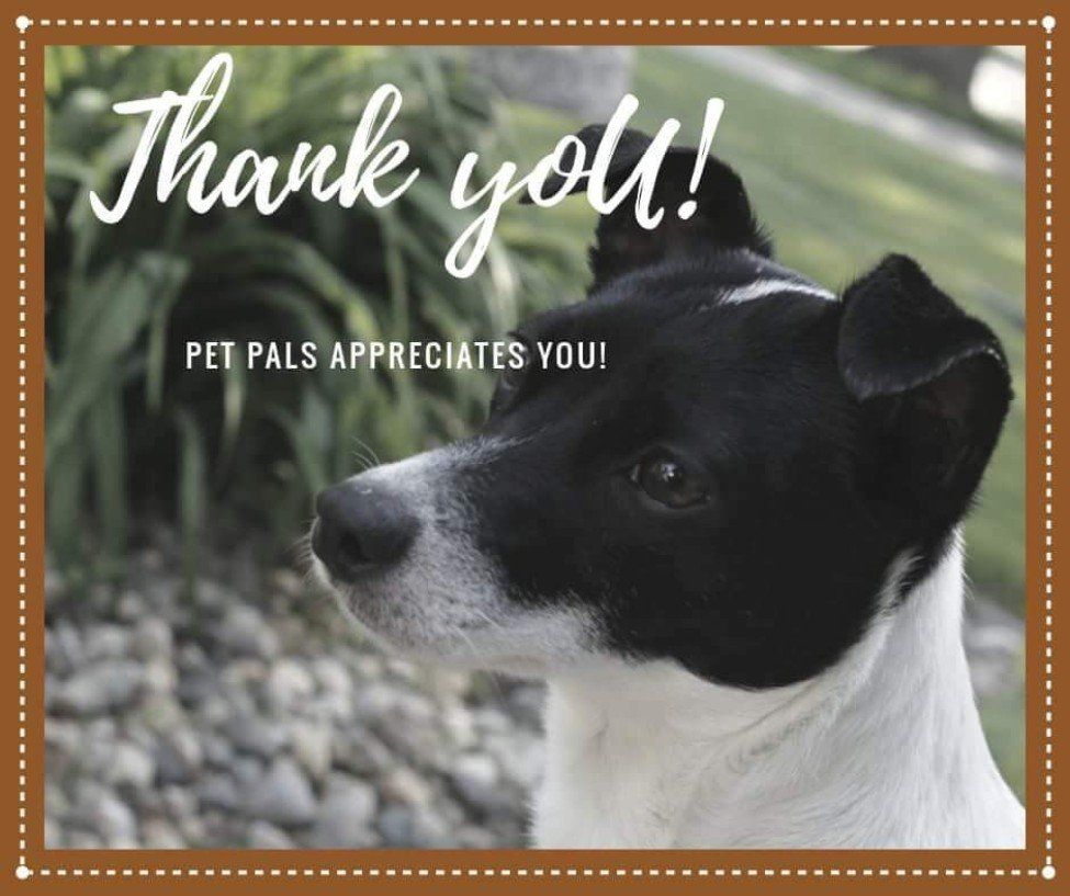 Hire Pet Pals for dog walking, cat sitting, dog sitting, pet care, doggy daycare, and more. Hire Pet Pals for dog walking, cat sitting, dog sitting, pet care, doggy daycare, and more.