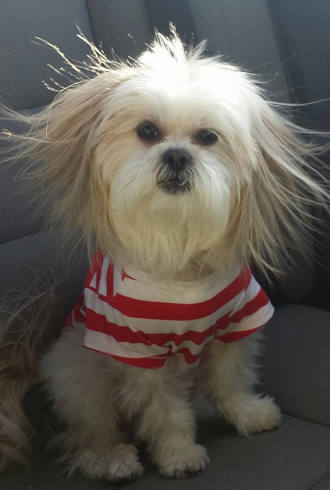 Hire Pet Pals for dog walking, dog sitting, cat sitting, pet sitting of birds, fish, and more! Hire Pet Pals for dog walking, dog sitting, cat sitting, pet sitting of birds, fish, and more!
