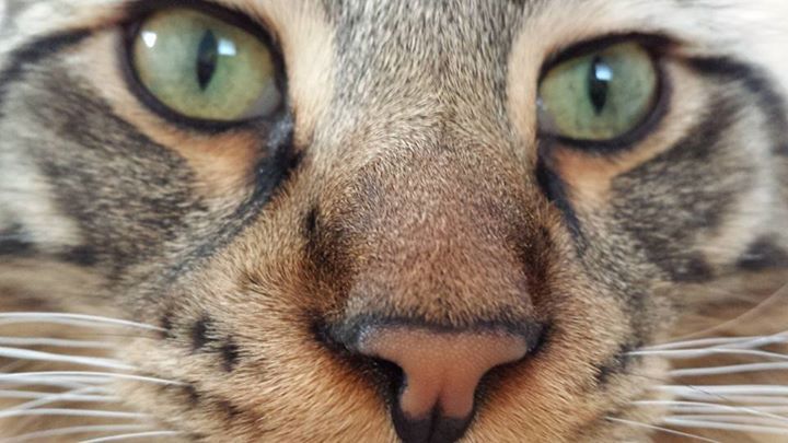 Hire Pet Pals for dog walking, dog sitting, cat sitting, pet sitting of birds, fish, and more! Hire Pet Pals for dog walking, dog sitting, cat sitting, pet sitting of birds, fish, and more!