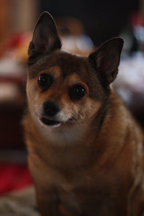 Hire Pet Pals for dog walking, dog sitting, cat sitting, pet sitting of birds, fish, and more! Hire Pet Pals for dog walking, dog sitting, cat sitting, doggy daycare and more!