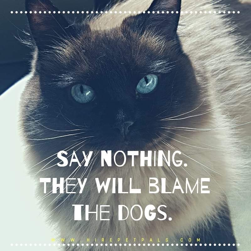 Hire Pet Pals for dog walking, dog sitting, cat sitting, doggy daycare and more! Hire Pet Pals for dog walking, dog sitting, cat sitting, doggy daycare and more!