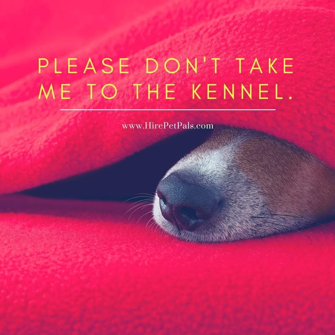 Dog sitting instead of kenneling