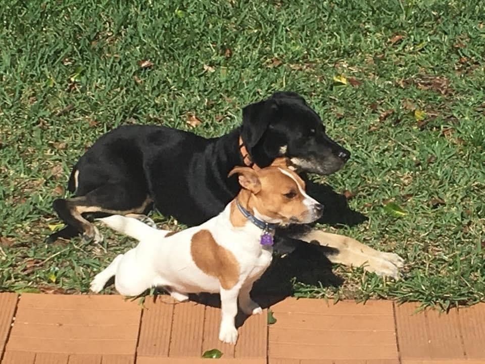 Two dogs lying on grass by a brick patio, one black and one white with brown patches.
