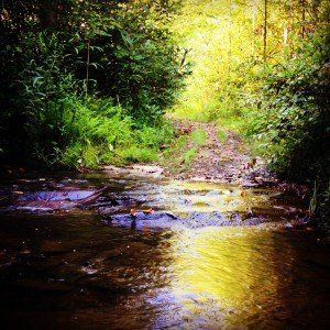 Sunlit forest stream reflecting bright yellow light over dark water and rocks
