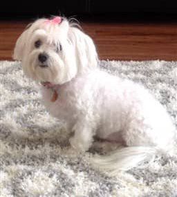 white-maltese-female