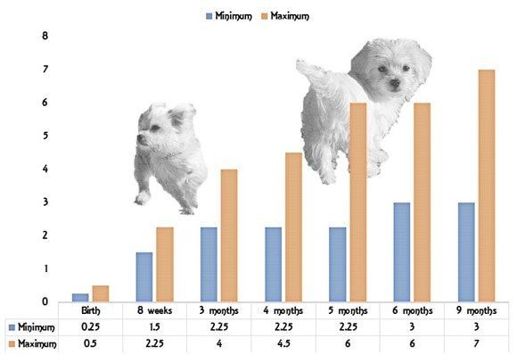 Maltese-Puppy-Growth-Chart