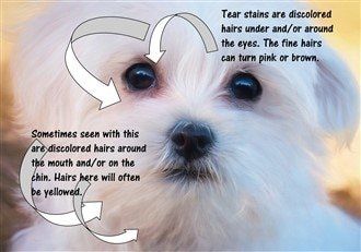 Primary causes of dark eye stains in Maltese puppies