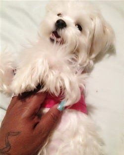 maltese-size-compared-to-hand