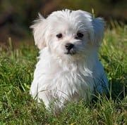 small white Maltese puppy