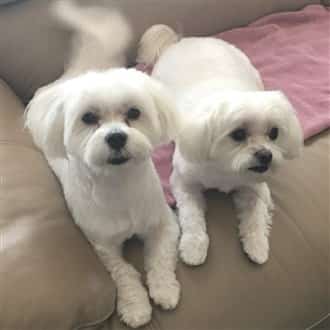 Maltese dog sitting on a couch