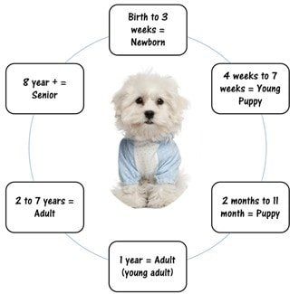 a-maltese-age-chart