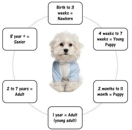 a-maltese-age-chart-