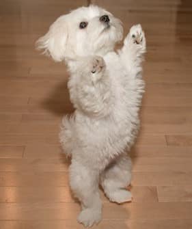 Maltese puppy, 8 months old