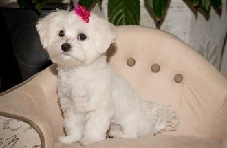 adult-maltese-on-chair