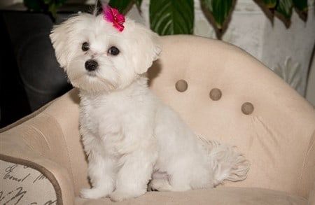 adult-maltese-on-chair